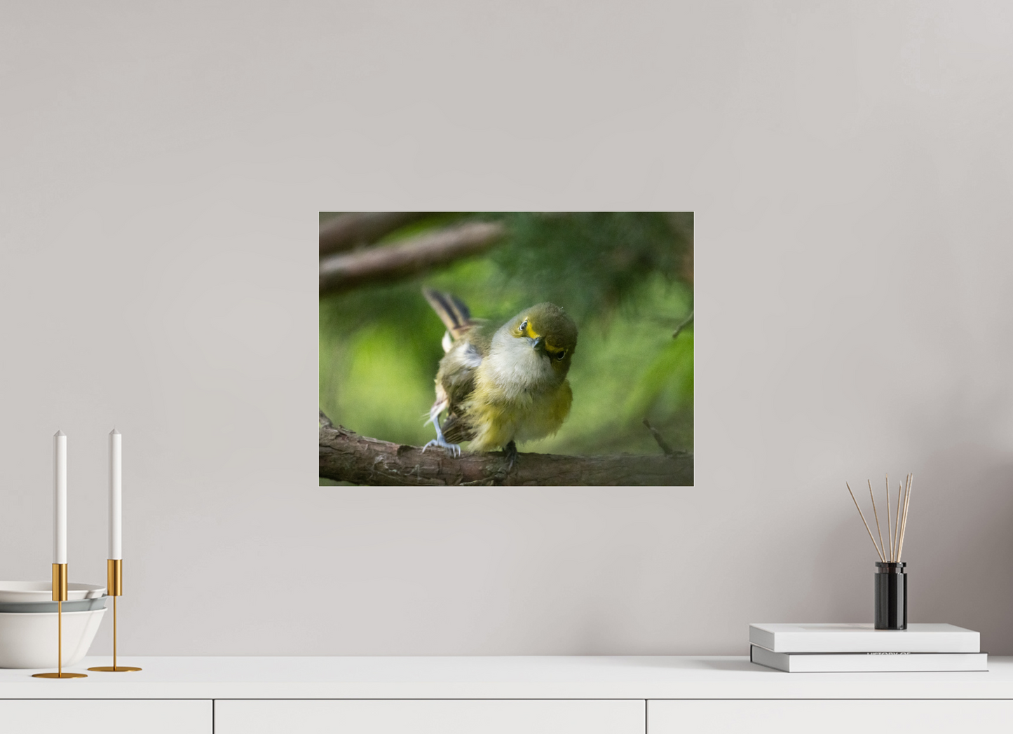 White-eyed Vireo