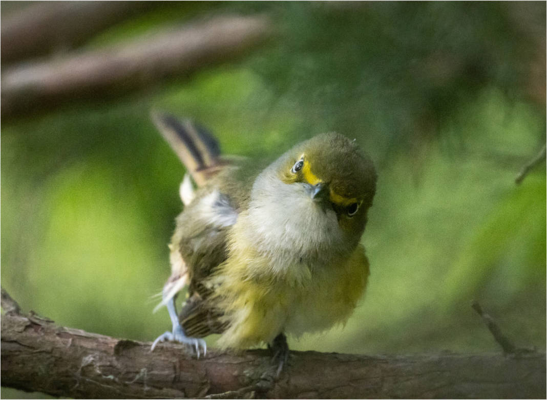 White-eyed Vireo