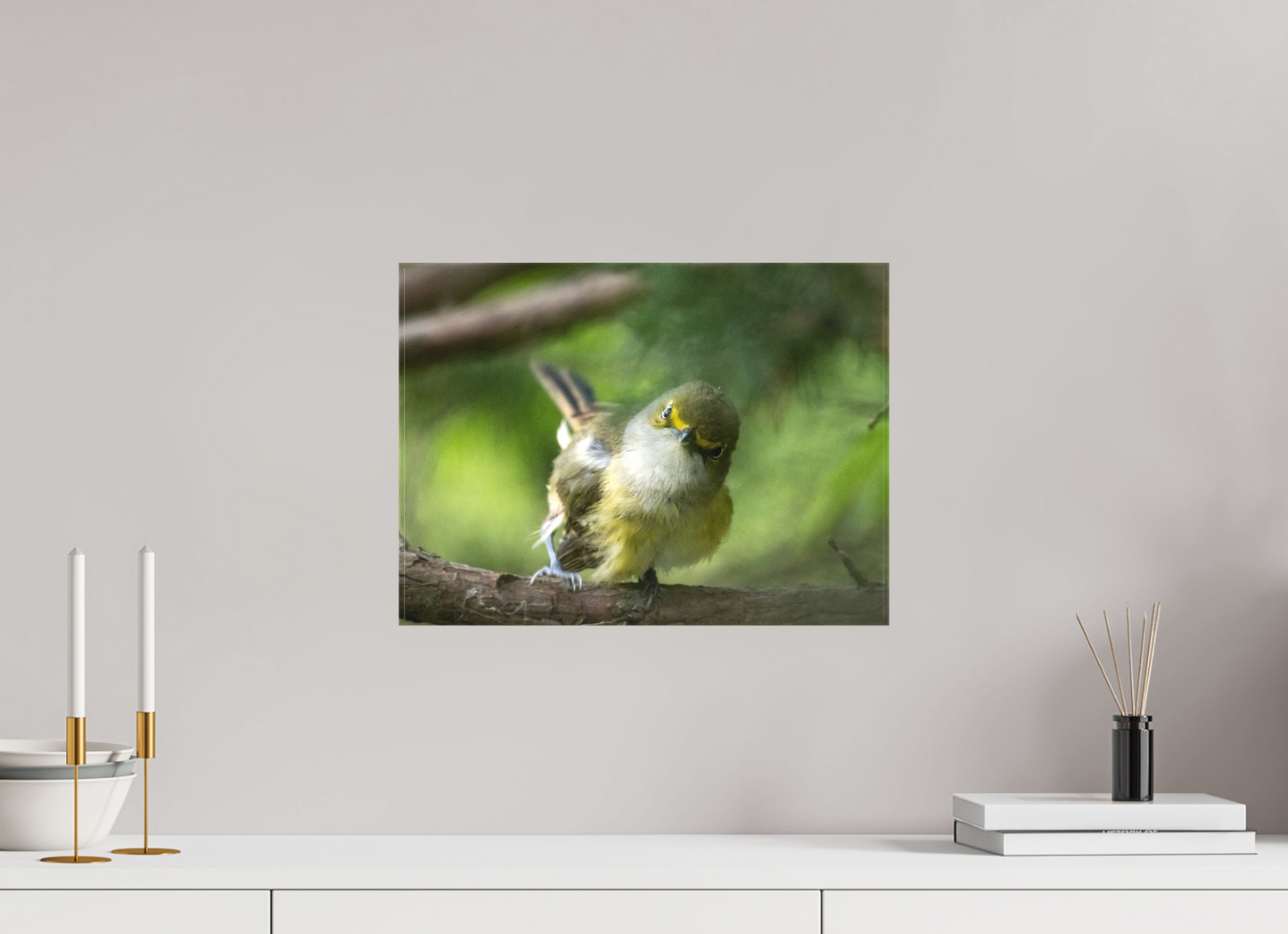 White-eyed Vireo