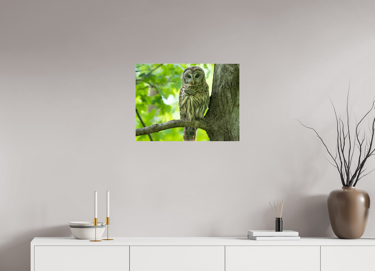 Barred Owl of Radnor Lake