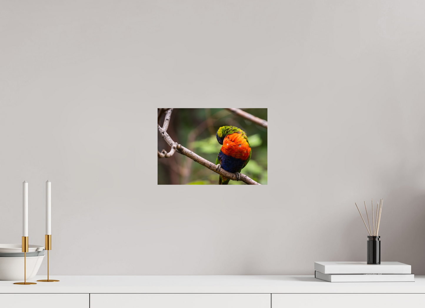Sleeping Lorikeet