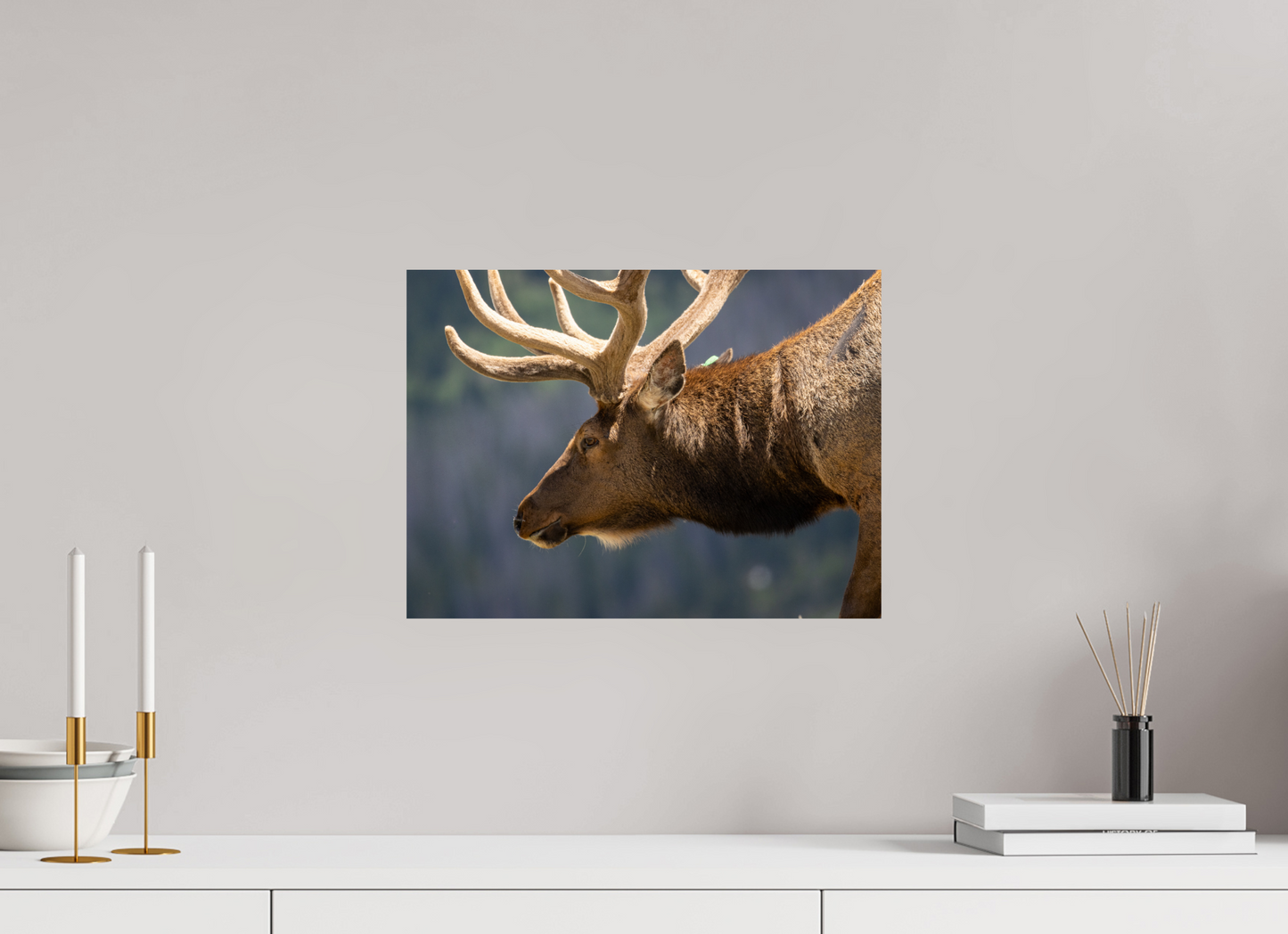 Male Elk on the Tundra