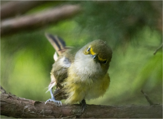 White-eyed Vireo