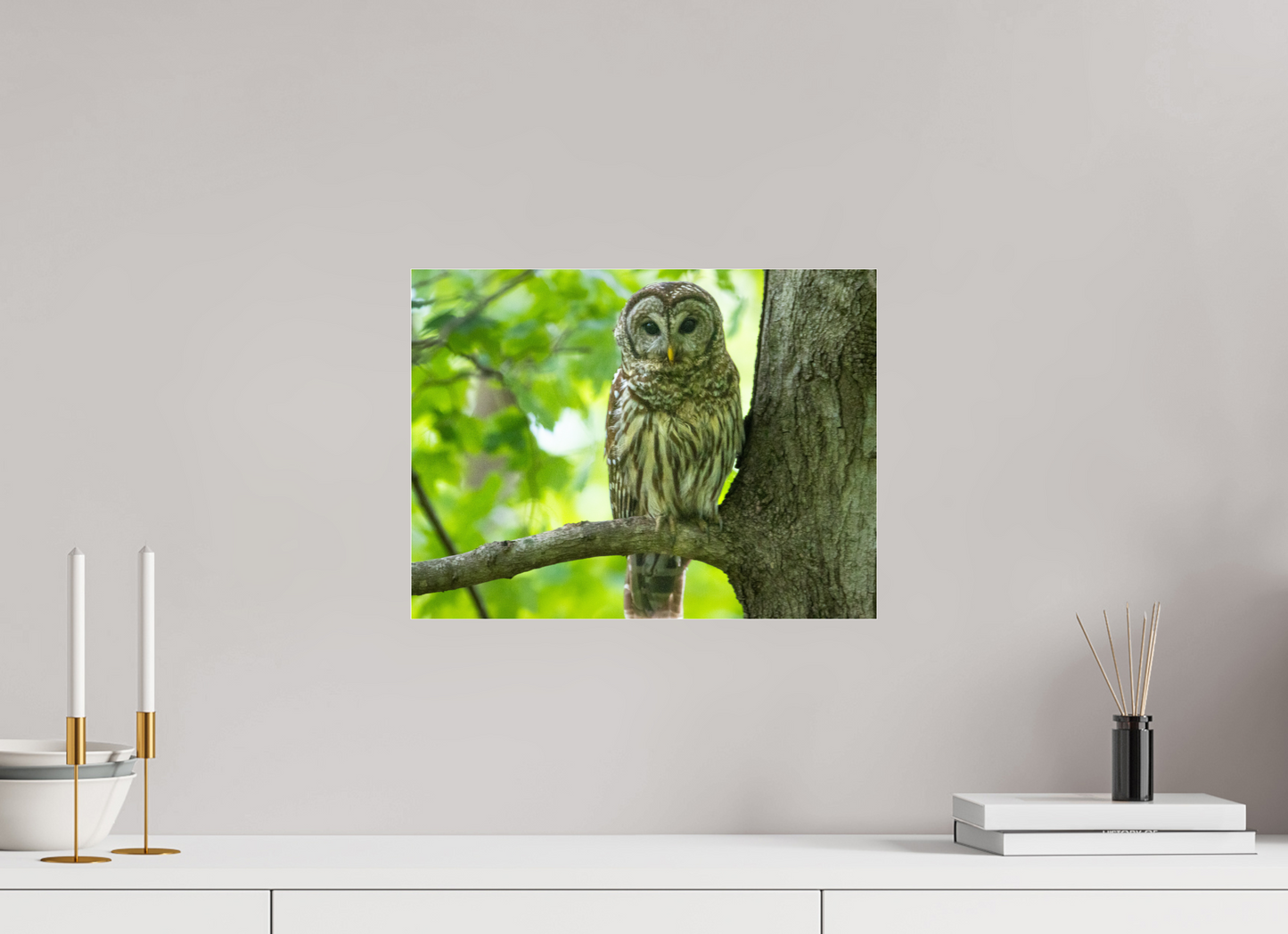 Barred Owl of Radnor Lake