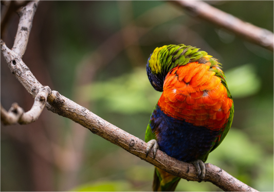 Sleeping Lorikeet