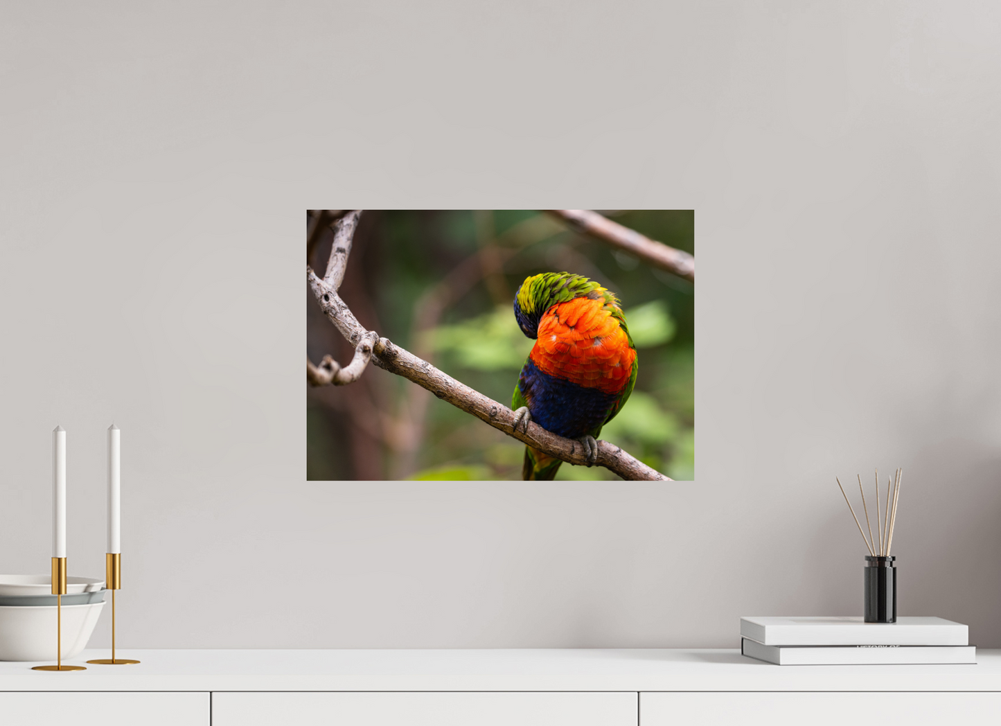 Sleeping Lorikeet