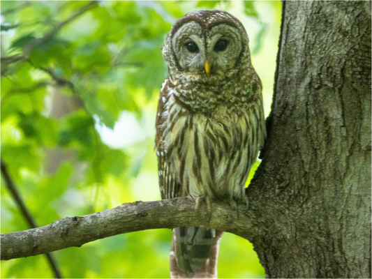 Barred Owl of Radnor Lake