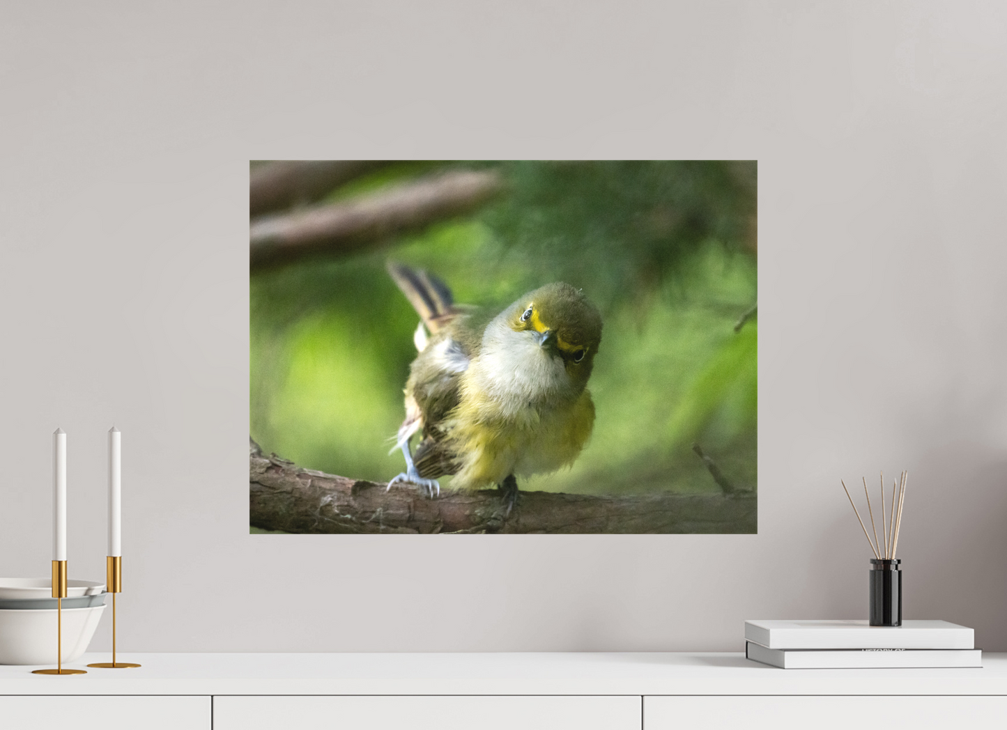 White-eyed Vireo