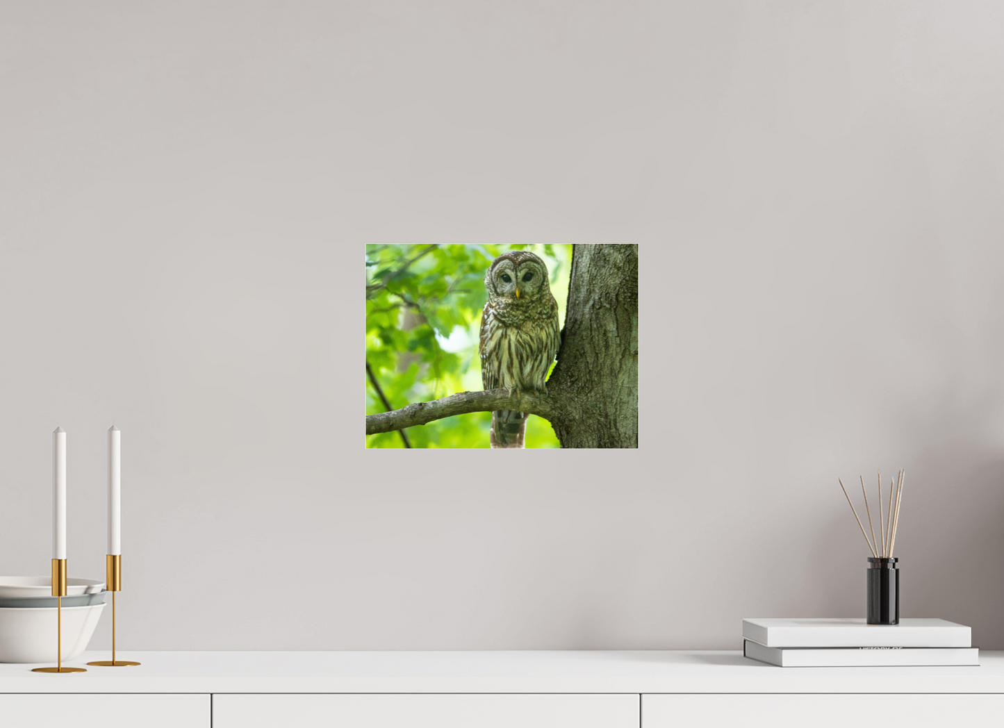 Barred Owl of Radnor Lake