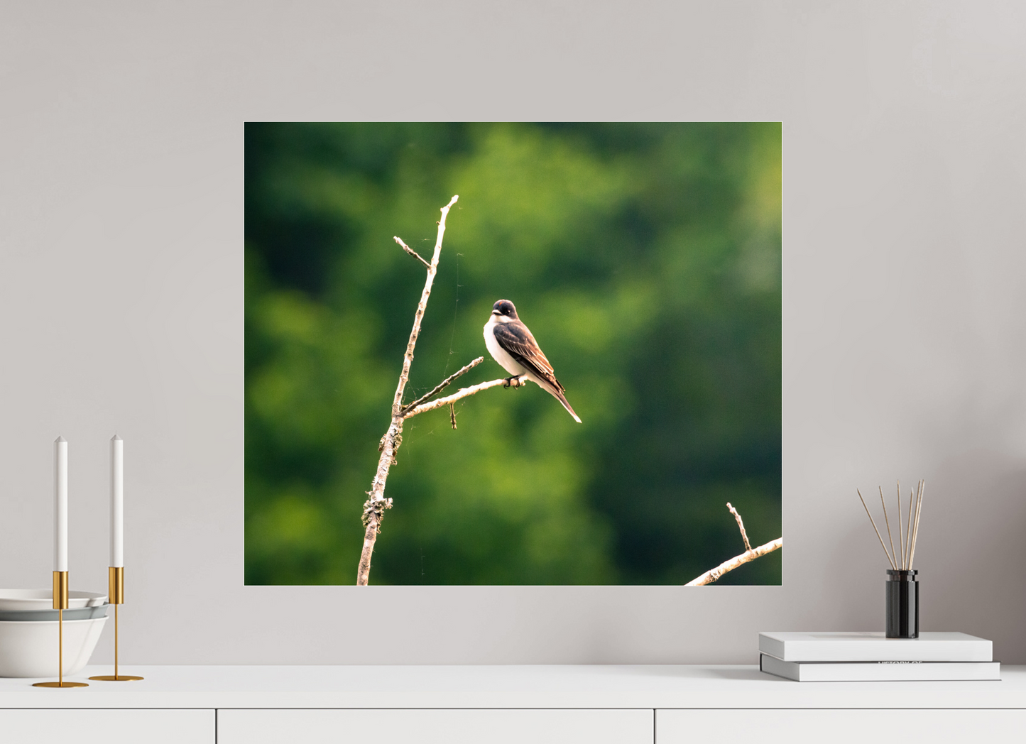 Kingbird in the Morning Light