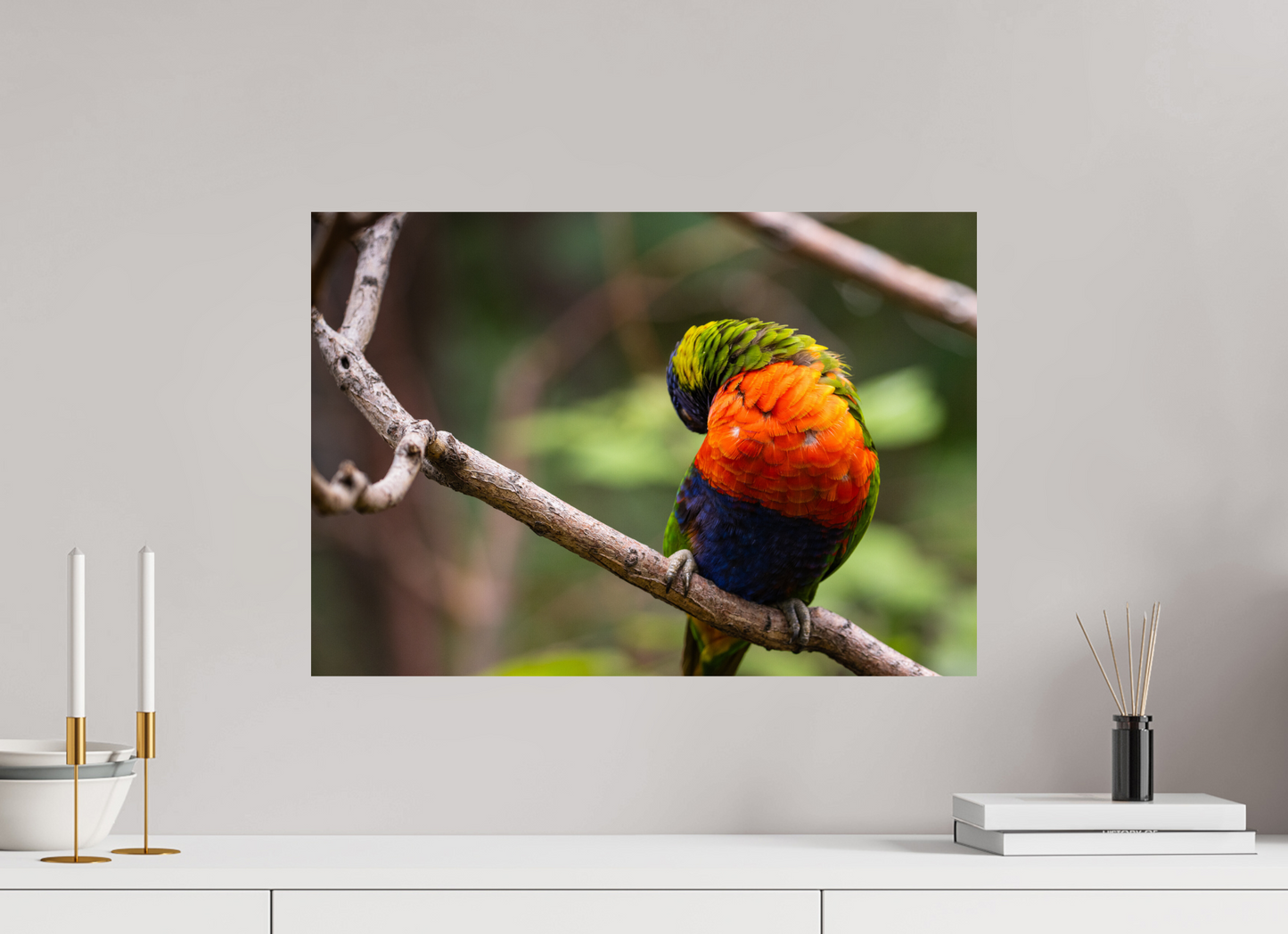Sleeping Lorikeet