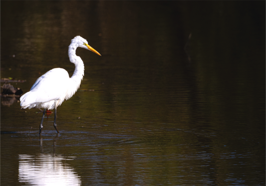 Egret fishing