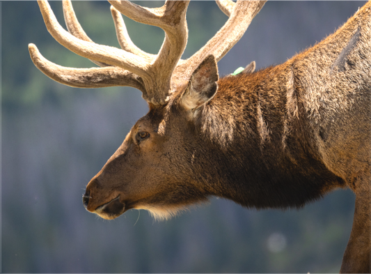 Male Elk on the Tundra