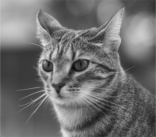Curious Cat