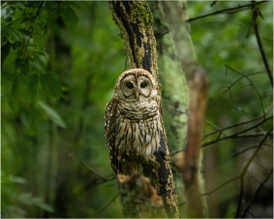 Guardian of the Forest