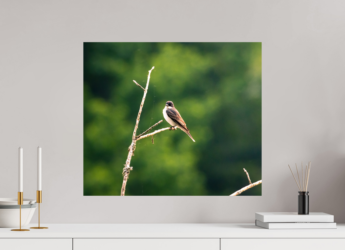 Kingbird in the Morning Light