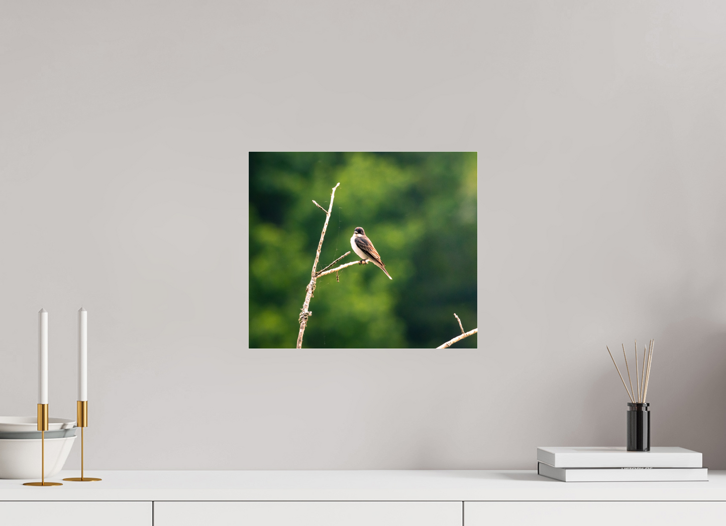 Kingbird in the Morning Light