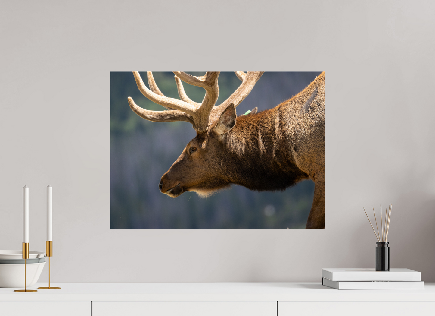 Male Elk on the Tundra