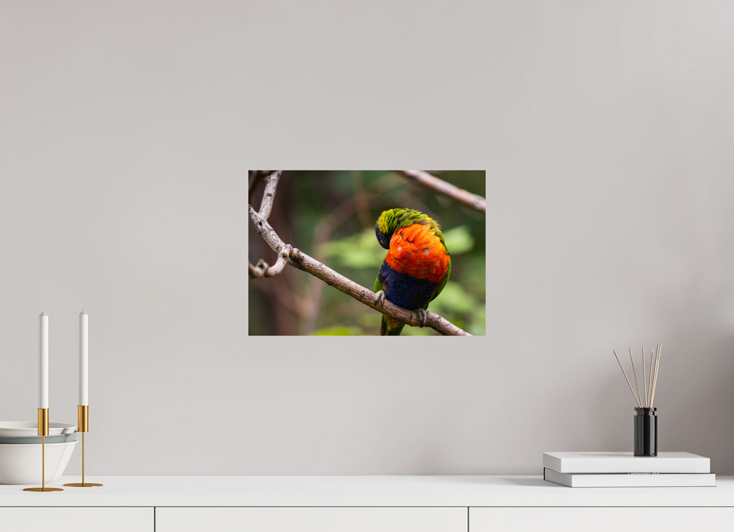 Sleeping Lorikeet