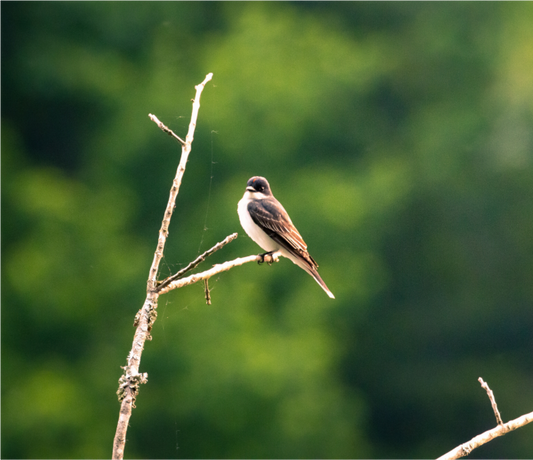 Kingbird in the Morning Light