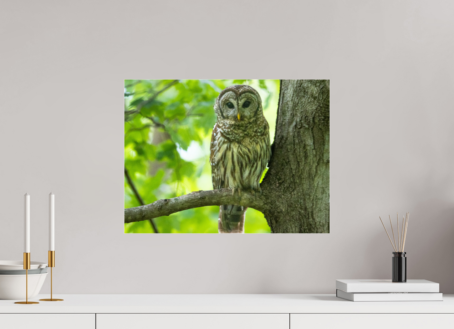 Barred Owl of Radnor Lake