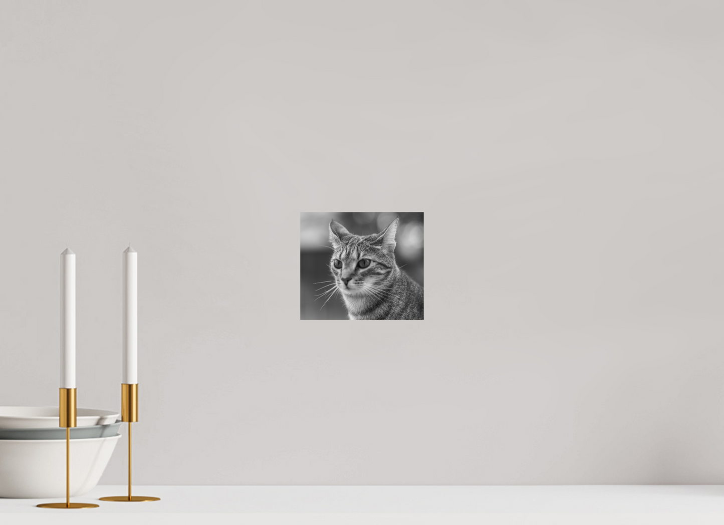 Curious Cat