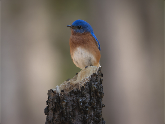 Bluebird on the Broken Tree